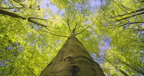 Worm's Eye View Old Tree Trunk with the Sun Gently Shining on Its Leaves Video stock 134083026