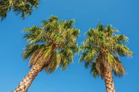Worms eye view of palm trees and clear sky Stock Photos