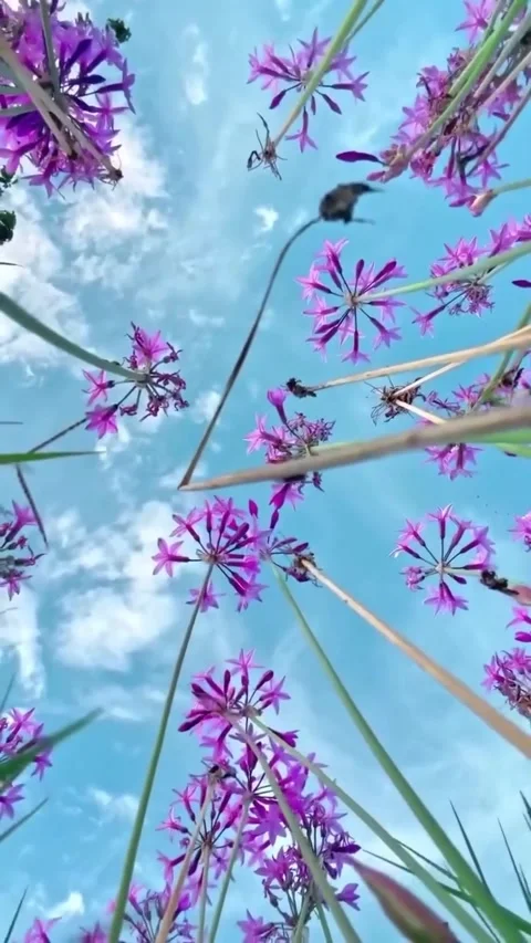 Worm’s Eye View of Purple Flowers Against Bright Blue Sky with Soft Clouds Stock Footage 325682341