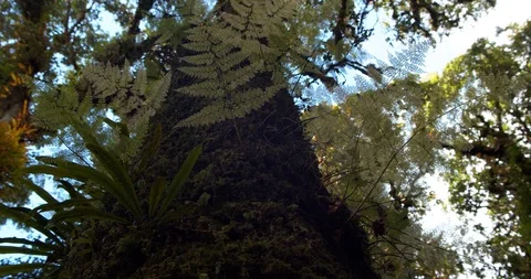Worms-eye view Shot. A large tree of rainforests Stock Footage 121735484