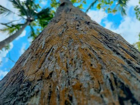 Worm's eye view of a tall tree trunk with rough. Stock Photos