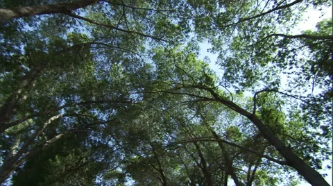 Worms-eye view of tall trees in a forest. Stock Footage 46868239