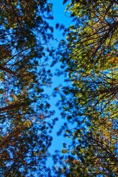 Worm's eye view through leaves of tall trees reaching towards a blue sky Stockfoto's