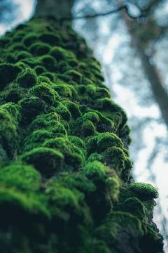 Worm's-Eye View of a Towering Tree Trunk Covered in Moss Stock Photos