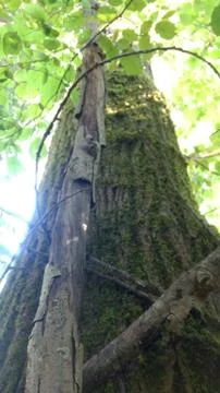 Worm's Eye View of a Tree 库存照片