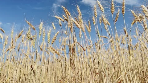 Worms-eye view of wheat against blue sky as wheat stalks sway gently Stock Footage 339355003