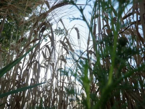 Worm's-eye view of wheat and weeds Stock Photos