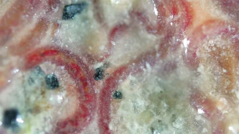 Worms of family Naididae under a microscope, previously called Tubificidae Video stock 302824514