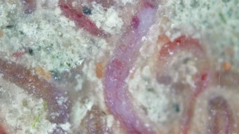 Worms of family Naididae under a microscope, previously called Tubificidae Video stock 303134624