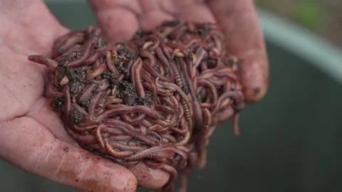 Worms for fishing and composting In the hands of a farmer Stock Footage 306824584