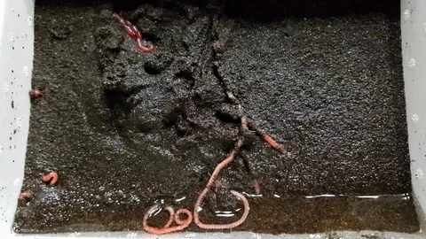 Worms fishing bait Stock Footage 82140582