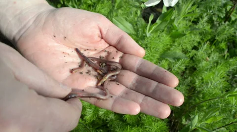 Worms for fishing Stock-Footage 37209213
