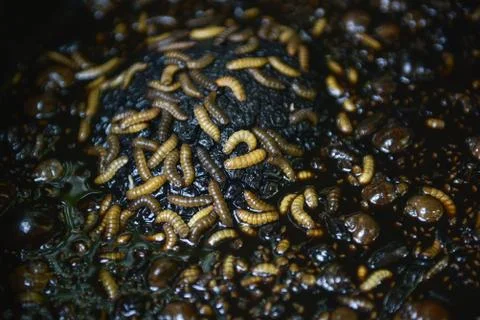 Worms in the food waste. Stock Photos