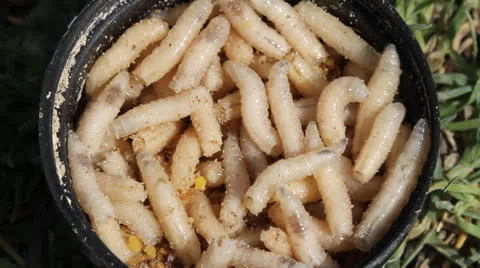 Worms Video stock 22565496