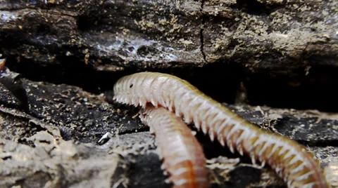 Worms 库存影片 33548092