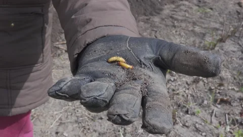 Worms Stock Footage 155020550