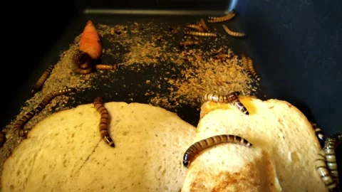 Worms Stock Footage 168900513