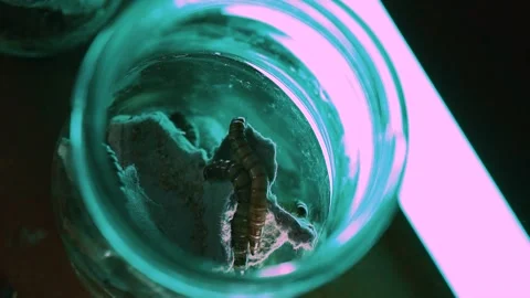 Worms in the glass jar Stock Footage 262753807