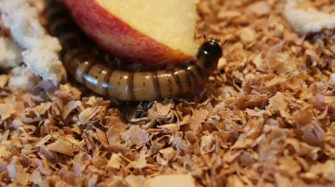 Worms going down under apple Stock Footage 754599