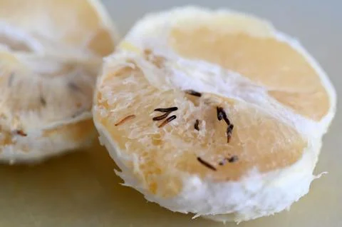 Worms in a grapefruit Stock Photos