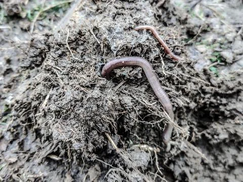 Worms on the ground in Romania Stock Photos