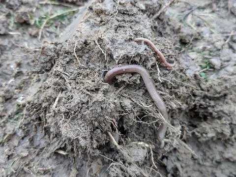 Worms on the ground in Romania Фото