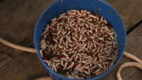 Worms. The hand takes out worms Vídeo Stock 86845403