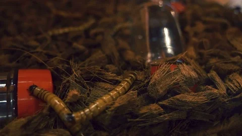 Worms in Hay and Clay Stock Footage