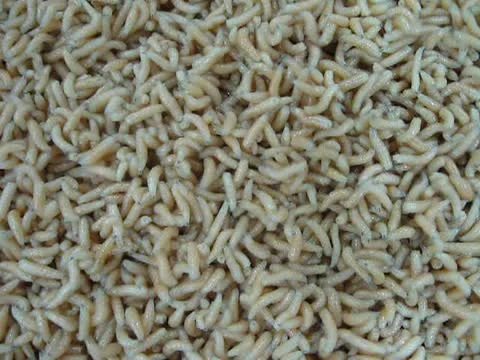 Worms heap, random white helminth movement Vídeo Stock 12382086