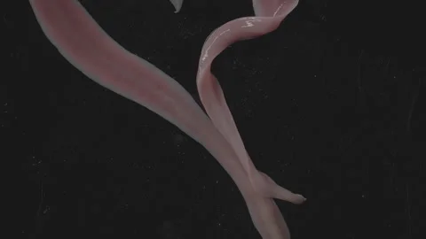 Worms, Lineus longissimus 4K Stock Footage 298268211