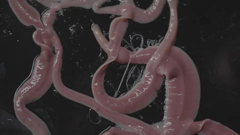 Worms, Lineus longissimus 4K Stock Footage 298268994