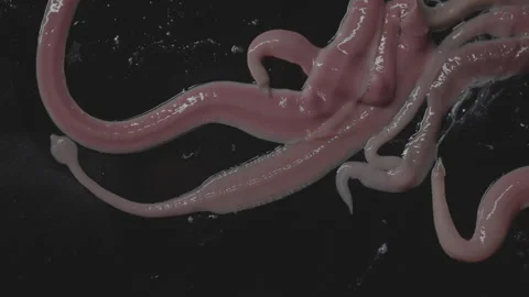 Worms, Lineus longissimus 4K Stock Footage 298269131