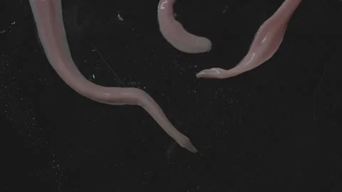 Worms, Lineus longissimus 4K Stock Footage 298269427