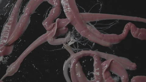 Worms, Lineus longissimus 4K Stock Footage 298269638