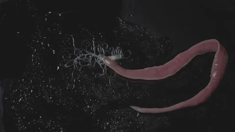 Worms, Lineus longissimus 4K Stock Footage 298270123