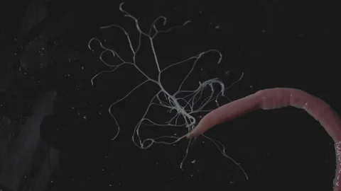 Worms, Lineus longissimus 4K Stock Footage 298270244