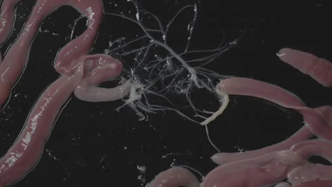 Worms, Lineus longissimus 4K Stock Footage 298270267