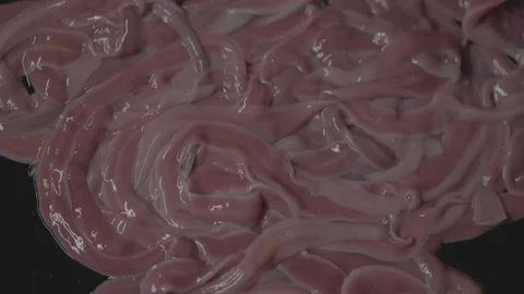 Worms, Lineus longissimus Stock Footage 297447838