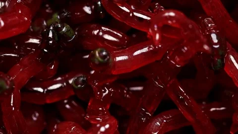 Worms, maggots, close-ups of larvae Stock Footage 74505284