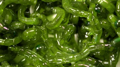 Worms, maggots, close-ups of larvae Stock Footage 74510320