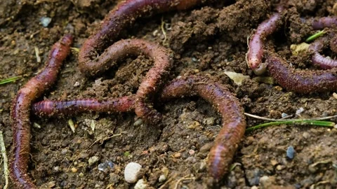 Worms moving in the soil 動画素材 272477519