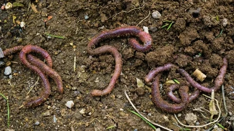 Worms moving in the soil Stock-Footage 272477906