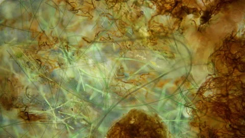 Worms Nais sp. and Chaetogaster sp. under a microscope, Tubificidae family Stock Footage 156318402