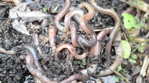 Worms , Nightcrawlers Stock Footage 44414284