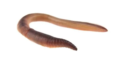 Worms Stock Photos