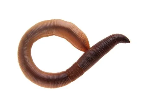 Worms Stock Photos