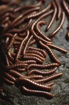 Worms Stock Photos