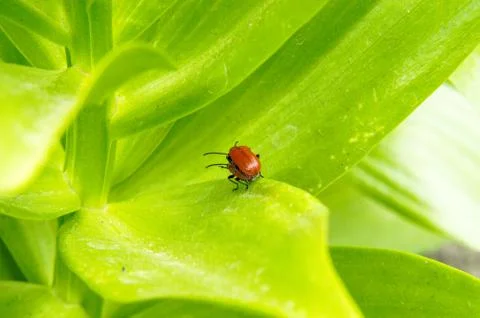  Worms on the plant Stock Photos