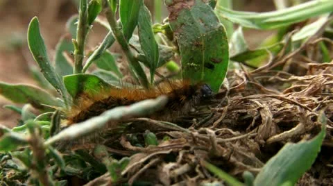 Worms on the sand Stock Footage 20513302