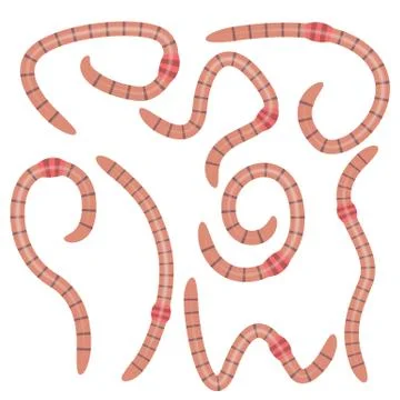 Worms set. Worms in different positions. Worms for fishing. Illustrazione stock